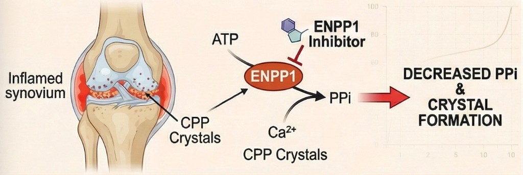 CPPD mechanism: crystal deposition in joints drives inflammation and structural damage.