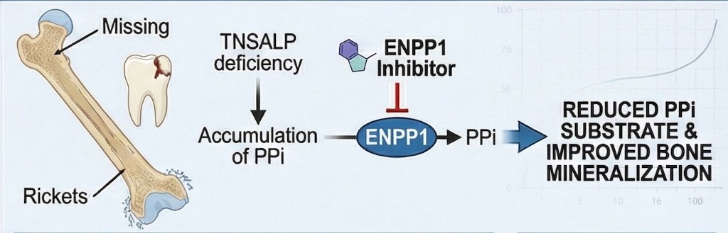 HPP mechanism: alkaline phosphatase deficiency leads to impaired bone mineralization.